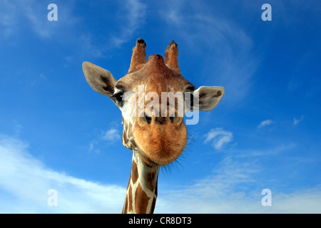 Giraffe réticulée (Giraffa camelopardalis reticulata), adulte, portrait, en captivité, Florida, USA Banque D'Images