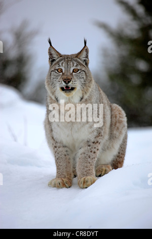 Lynx (Felis lynx), des profils, la recherche de nourriture dans la neige, Montana, USA Banque D'Images