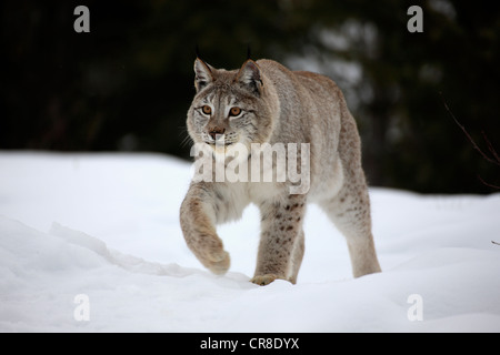 Lynx (Felis lynx), des profils, la recherche de nourriture dans la neige, Montana, USA Banque D'Images