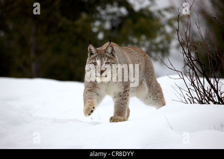 Lynx (Felis lynx), des profils, la recherche de nourriture dans la neige, Montana, USA Banque D'Images