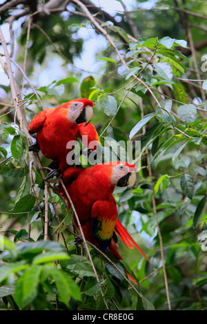 Ara rouge (Ara macao), des profils paire sur un arbre, Roatan, Honduras, Caraïbes, Amérique Centrale, Amérique Latine Banque D'Images