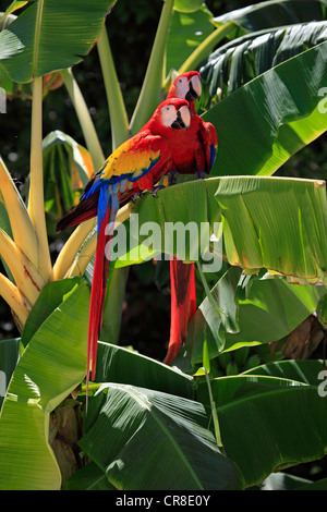 Ara rouge (Ara macao), des profils paire sur un bananier, Roatan, Honduras, Caraïbes, Amérique Centrale, Amérique Latine Banque D'Images