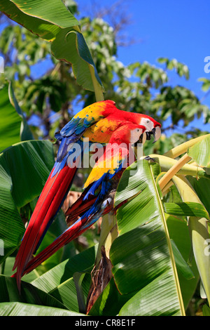 Ara rouge (Ara macao), des profils paire sur bananier, Roatan, Honduras, Caraïbes, Amérique Centrale, Amérique Latine Banque D'Images