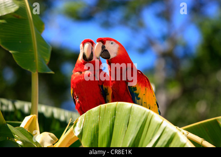 Ara rouge (Ara macao), des profils paire sur un bananier, Roatan, Honduras, Caraïbes, Amérique Centrale, Amérique Latine Banque D'Images