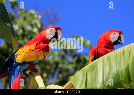 Aras rouges (Ara macao), paire adultes perché sur un bananier, Roatan, Honduras, Caraïbes, Amérique Centrale, Amérique Latine Banque D'Images