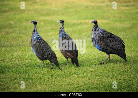 Pintade Vulturine Acryllium vulturinum (), adultes, groupe, Afrique Banque D'Images