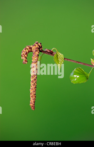 L'aulne noir, aulne européen commun ou de l'aulne (Alnus glutinosa), inflorescence, Germany, Europe Banque D'Images