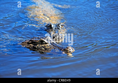 Caiman Yacaré ou Caïman Piranha (Caiman yacare), adultes, dans l'eau, Pantanal, Brésil, Amérique du Sud Banque D'Images