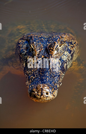 Caiman Yacaré ou Caïman Piranha (Caiman yacare), adulte, dans l'eau, Pantanal, Brésil, Amérique du Sud Banque D'Images
