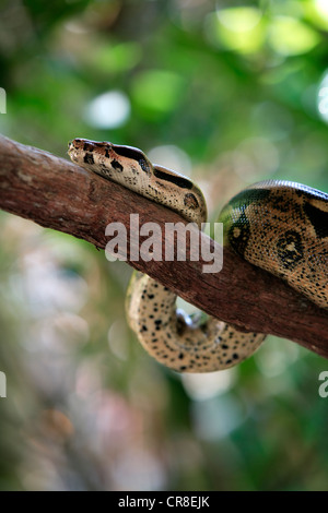 Boa constrictor ou rouge-queue (boa constrictor Boa constrictor), adulte, le Venezuela, l'Amérique du Sud Banque D'Images