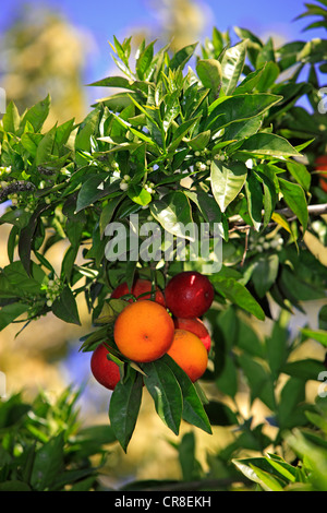 Orange sanguine (Citrus sinesis), sur un arbre, California, USA Banque D'Images