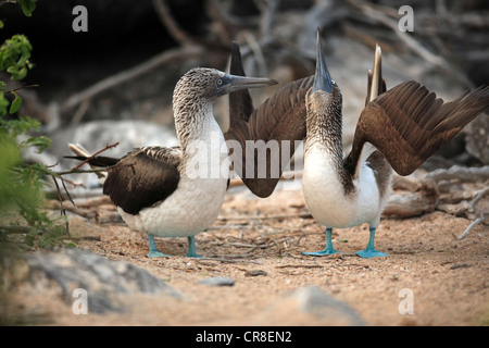 Fou à pieds bleus (Sula nebouxii), paire pendant la pariade, îles Galapagos, Equateur, Amérique du Sud Banque D'Images