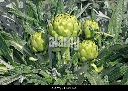 Artichaut (Cynara scolymus), plante, Castroville, California, USA Banque D'Images