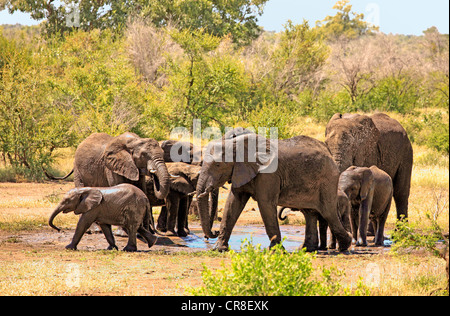 Les éléphants d'Afrique (Loxodonta africana), troupeau de boire à un trou d'arrosage, Kruger National Park, Afrique du Sud, l'Afrique Banque D'Images