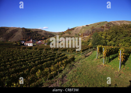 Vignobles avec l'église Saint Romanus, Altvogtsburg dans la gamme de Kaiserstuhl, Bade-Wurtemberg, Allemagne, Europe Banque D'Images