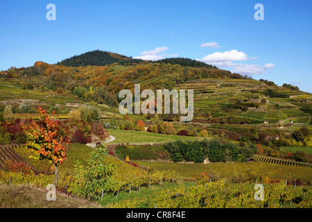 Région viticole de Kaiserstuhl près de Boetzingen en automne, Mt Eichelspitze, 520m, à l'arrière, Bade-Wurtemberg, Allemagne, Europe Banque D'Images