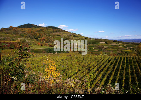 Région viticole de Kaiserstuhl près de Boetzingen en automne, Mt Eichelspitze, 520m, à l'arrière, Bade-Wurtemberg, Allemagne, Europe Banque D'Images