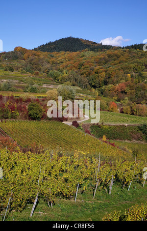 Région viticole de Kaiserstuhl près de Boetzingen en automne, Mt Eichelspitze, 520m, à l'arrière, Bade-Wurtemberg, Allemagne, Europe Banque D'Images