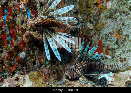 Poisson-papillon dans l'habitat naturel Banque D'Images