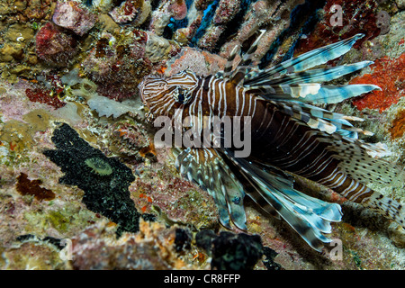 Poisson-papillon dans l'habitat naturel Banque D'Images