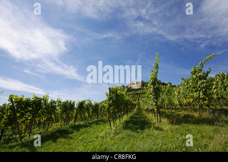 La vigne dans les vignobles autour de Staufen les ruines du château, détruit en 1632, Staufen im Breisgau, Forêt-Noire du sud Banque D'Images