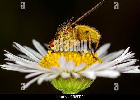 Dung fly on flower Banque D'Images