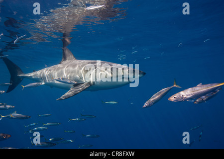 Le grand requin blanc, le Mexique. Banque D'Images