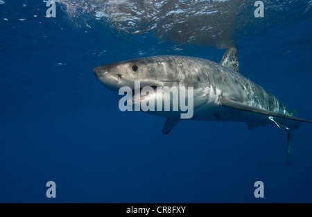 Le grand requin blanc, le Mexique. Banque D'Images