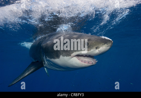 Le grand requin blanc, le Mexique. Banque D'Images