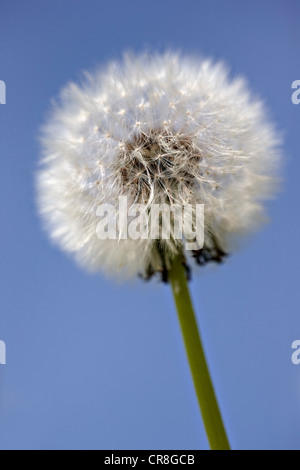 Close up of dandelion clock Banque D'Images