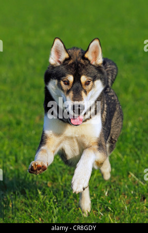 L'exécution de jeunes Siberian Husky chien (Canis lupus familiaris) homme, portrait, chien domestique Banque D'Images