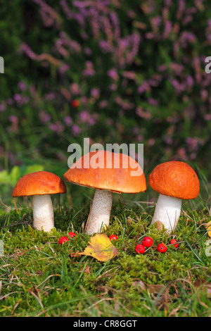 Red-capped scaber le Leccinum aurantiacum, vitre (rufum), le Guide des champignons comestibles, Schleswig-Holstein, Allemagne, Europe Banque D'Images