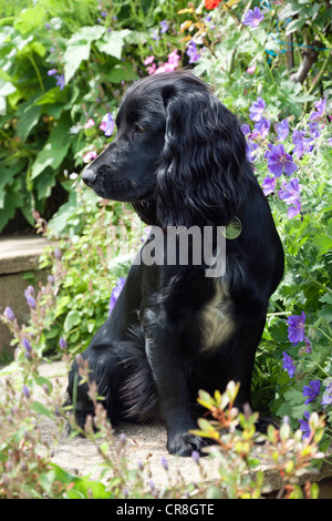 Cocker noire sitting on steps in garden Banque D'Images