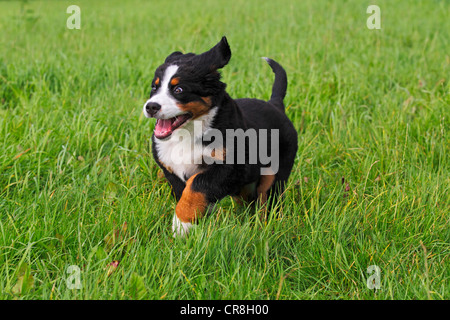 Bernois (Canis lupus familiaris), chiot Banque D'Images