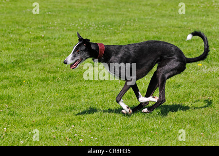 Galgo Espanol, Galgo espagnol, Greyhound espagnol (Canis lupus familiaris) s'exécutant sur une course poursuite Banque D'Images