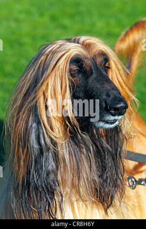 Lévrier Afghan (Canis lupus familiaris), race lévrier, homme Banque D'Images