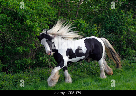 Cheval Gypsy Vanner tsigane ou le cheval (Equus caballus przewalskii. f), étalon Banque D'Images