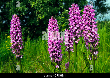 La floraison des orchidées marécageuse du sud ou Leopard Marsh Orchid (Dactylorhiza praetermissa var. junialis) Banque D'Images