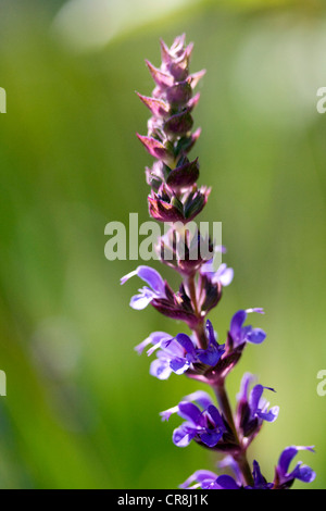 La sauge, Salvia Nemorosa Meadow, une profusion de fleurs pourpre violacé au début de l'été. Banque D'Images