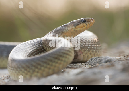 Zamenis longissimus Aesculapian Snake (), Burgenland, Autriche, Europe Banque D'Images