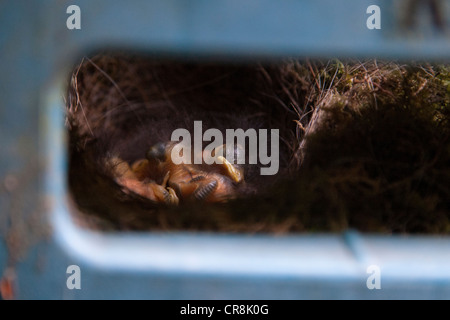 Robins bébé, juste quelques jours, dormir dans un nid construit dans un enrouleur de tuyau attaché à une maison. Banque D'Images