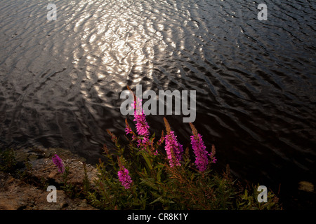 La salicaire pourpre, Lythrum, saliaria à l'île dans le lac Vansjø Brattholmen, Råde kommune, Østfold fylke, la Norvège. Banque D'Images