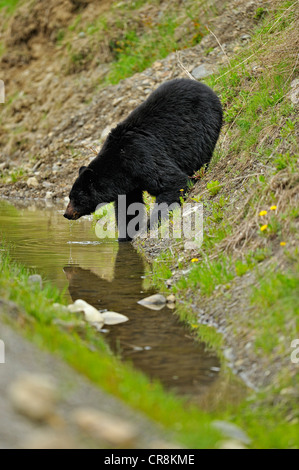 Ours noir (Ursus americanus de bord de la flaque d'eau potable, l'E.C. Le parc provincial Manning, BC, Canada Banque D'Images