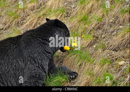 Ours noir (Ursus americanus) en quête de l'herbe et les pissenlits au printemps, l'E.C. Le parc provincial Manning, BC, Canada Banque D'Images