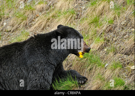 Ours noir (Ursus americanus) en quête de l'herbe et les pissenlits au printemps, l'E.C. Le parc provincial Manning, BC, Canada Banque D'Images