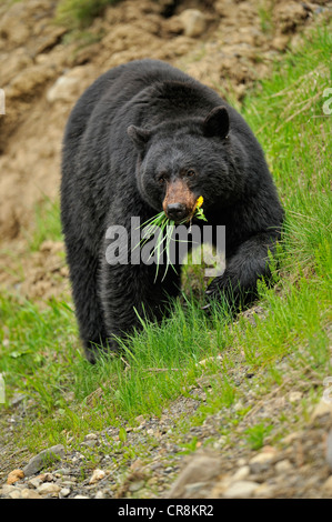 Ours noir (Ursus americanus) en quête de l'herbe et les pissenlits au printemps, l'E.C. Le parc provincial Manning, BC, Canada Banque D'Images