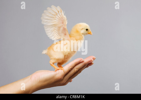 Personne tenant chick sur la paume de la main Banque D'Images
