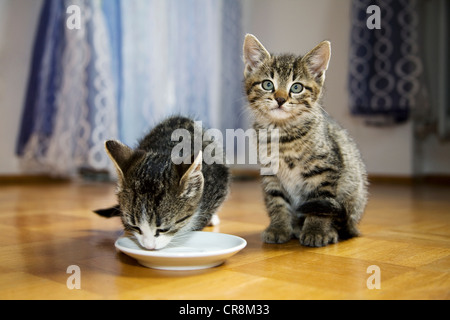 Deux chatons, une soucoupe de lait de consommation Banque D'Images