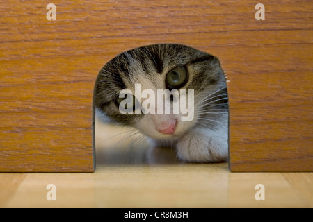 Peeking through Cat trou de souris Banque D'Images