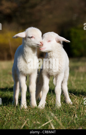 Deux agneaux dans domaine Banque D'Images